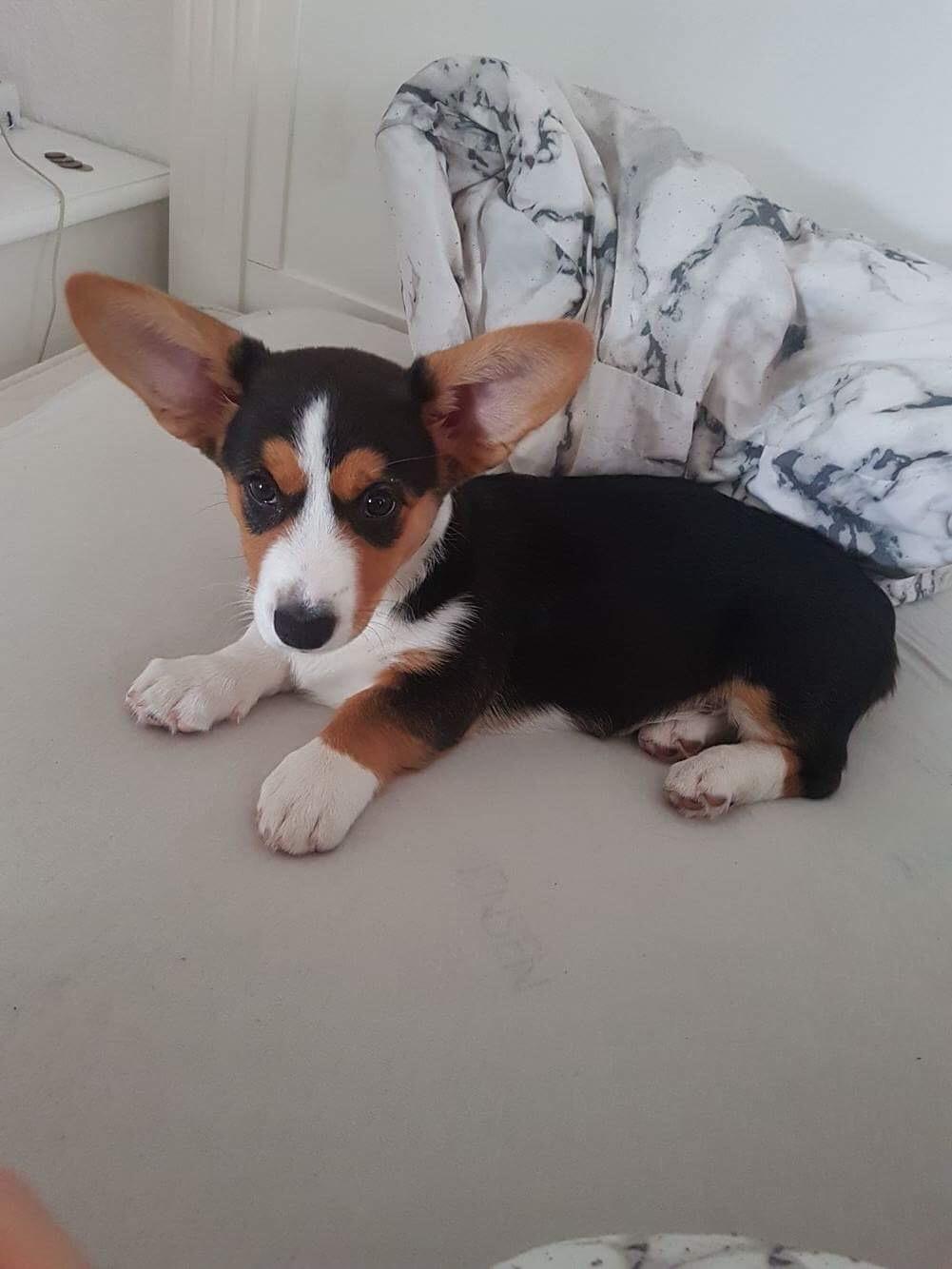Welsh corgi cardigan Gilbert billede 4