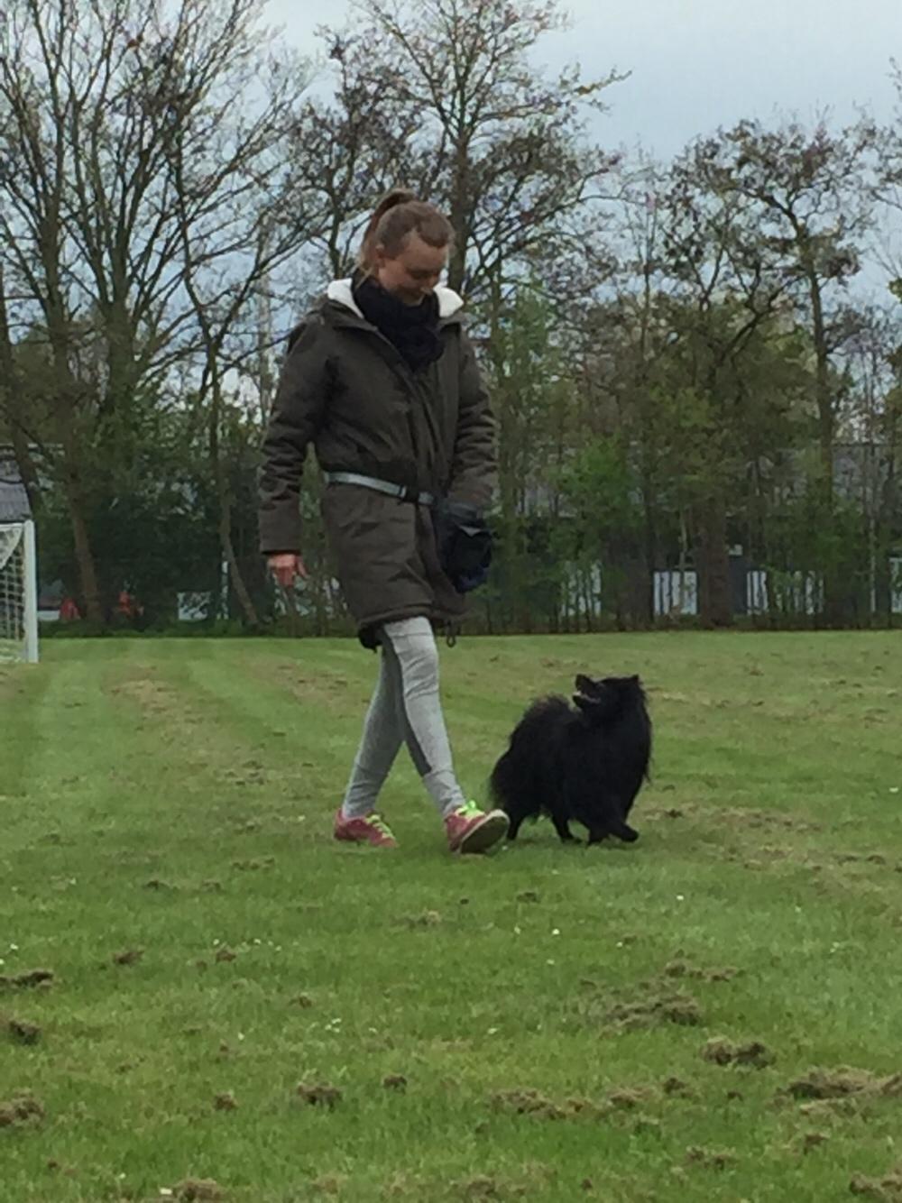 Kleinspitz Von-Spitzie's Gizmo billede 30