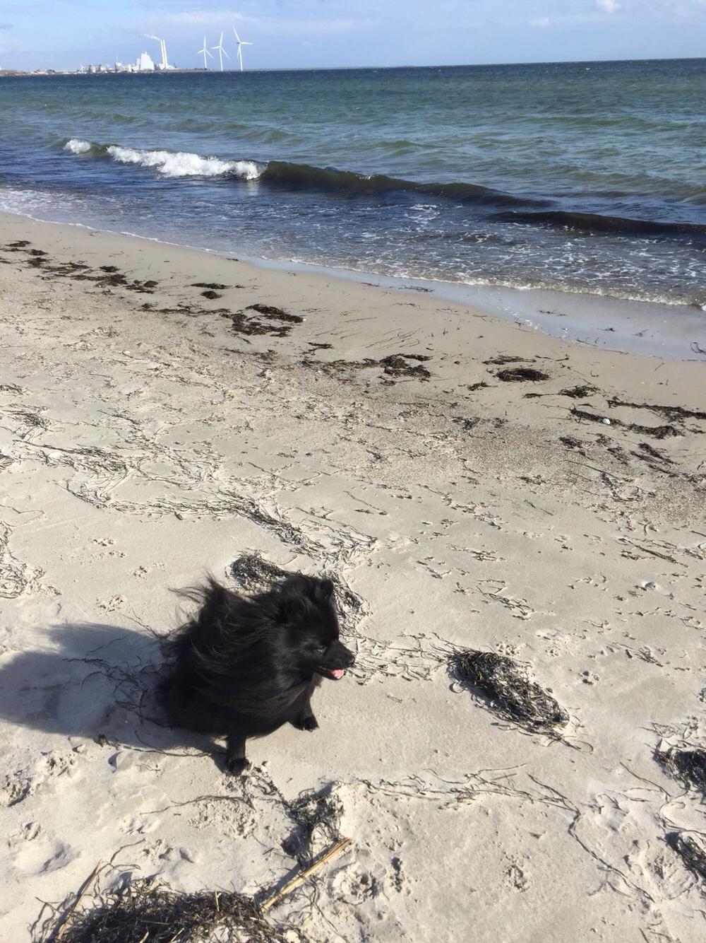 Kleinspitz Von-Spitzie's Gizmo billede 29