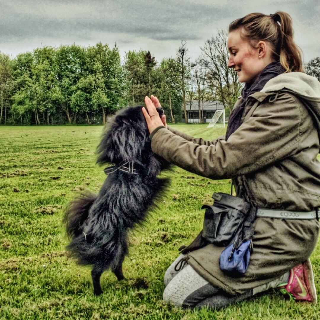 Kleinspitz Von-Spitzie's Gizmo billede 35