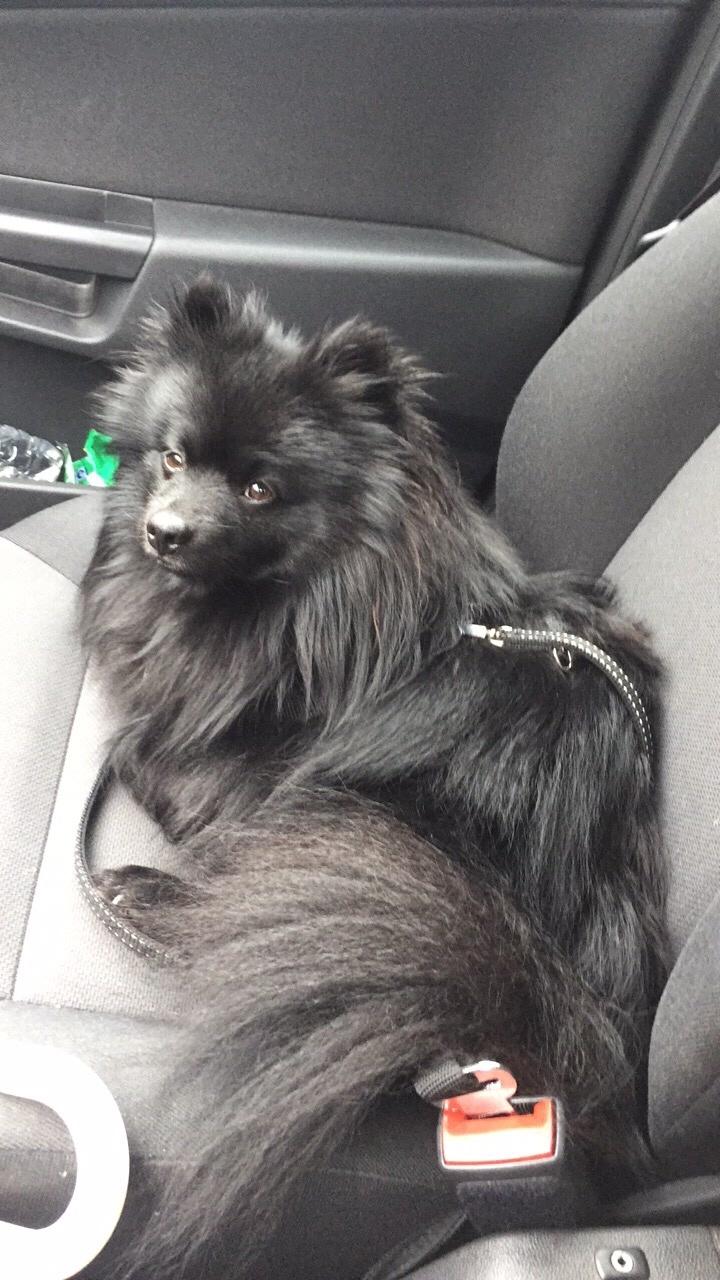 Kleinspitz Von-Spitzie's Gizmo billede 36