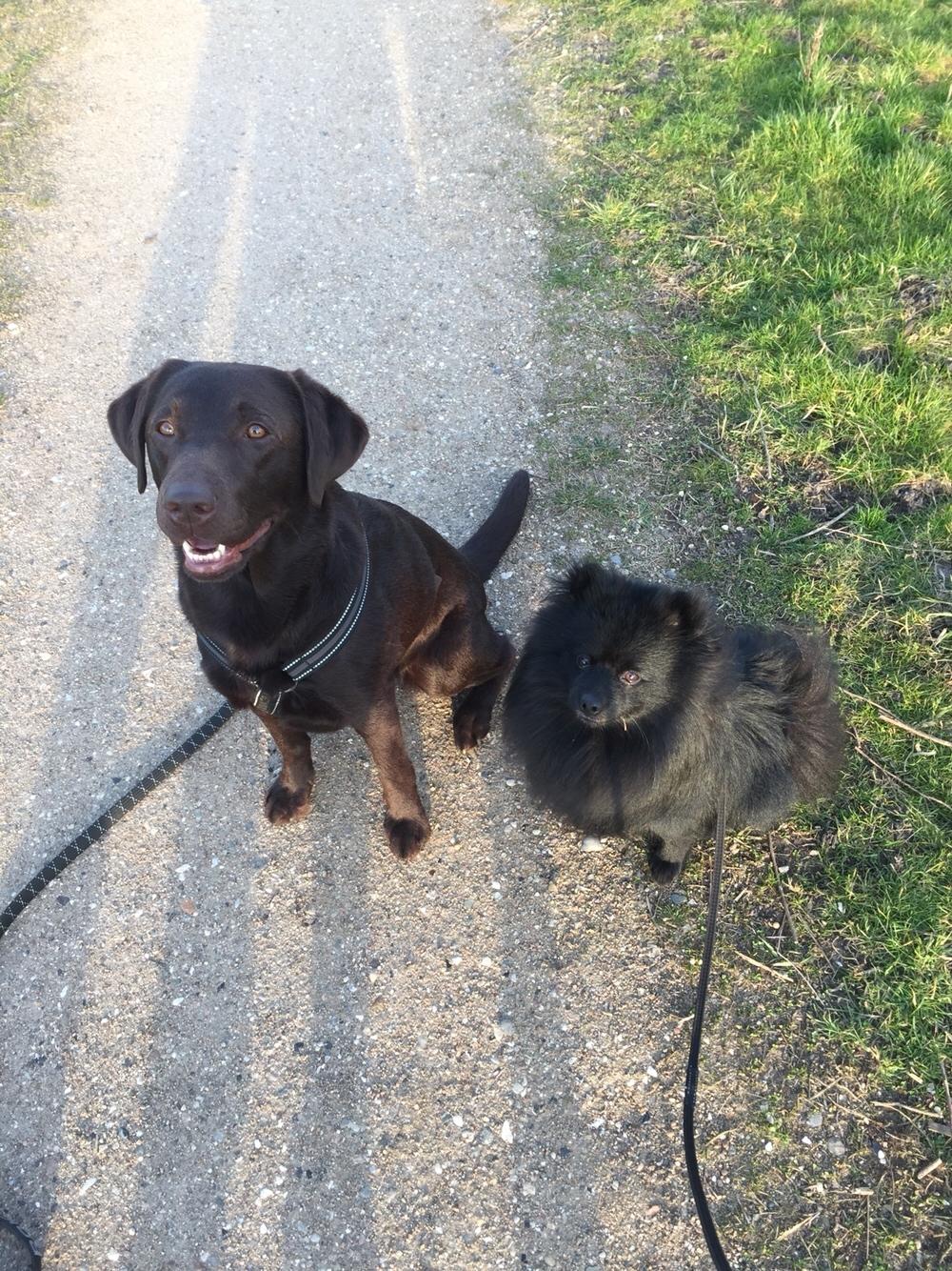 Kleinspitz Von-Spitzie's Gizmo billede 45