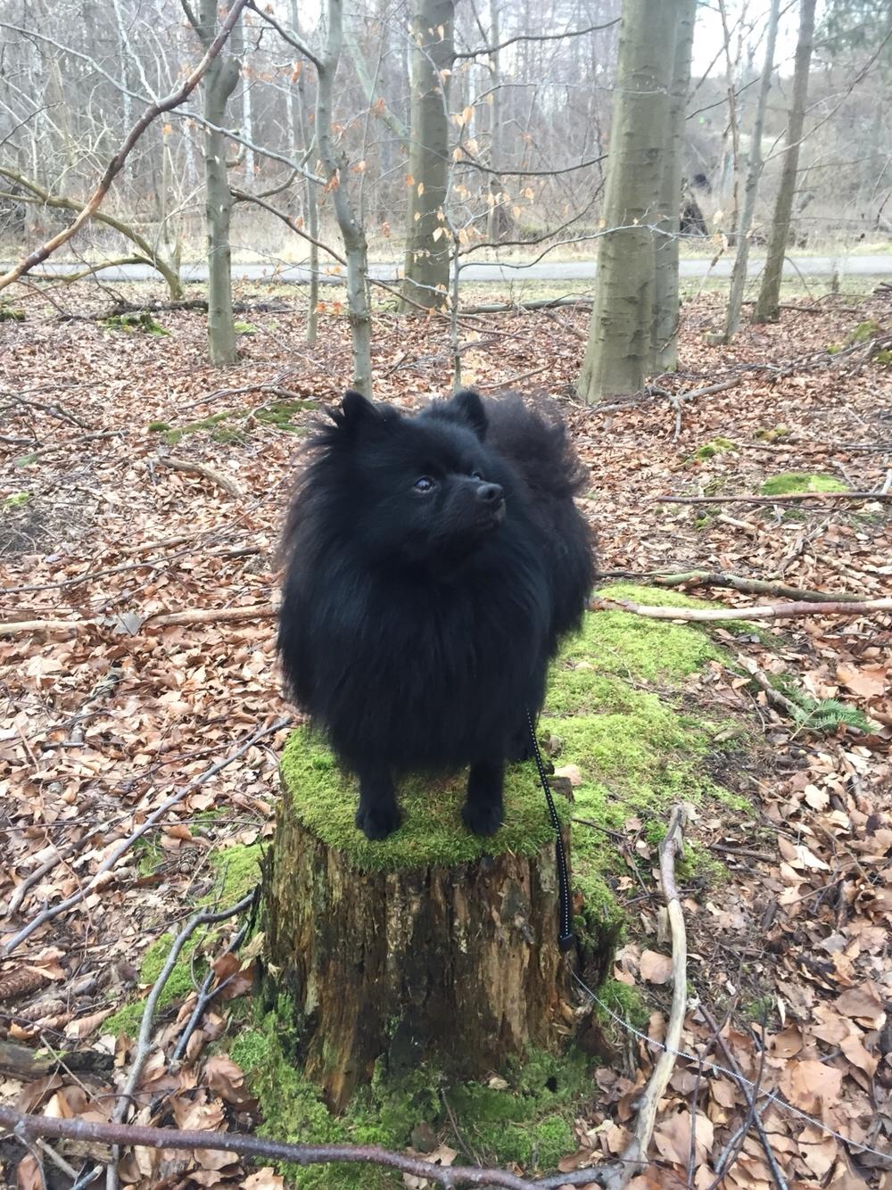 Kleinspitz Von-Spitzie's Gizmo billede 46