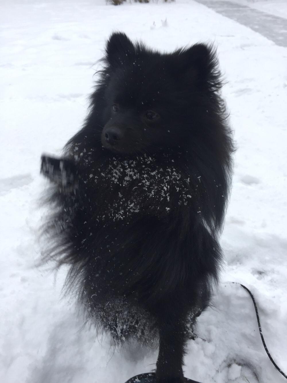 Kleinspitz Von-Spitzie's Gizmo billede 44