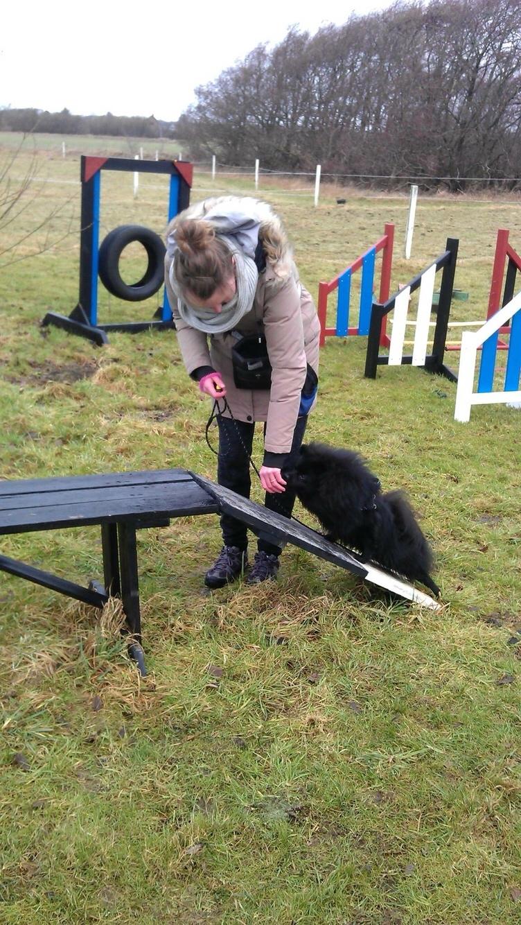 Kleinspitz Von-Spitzie's Gizmo billede 37