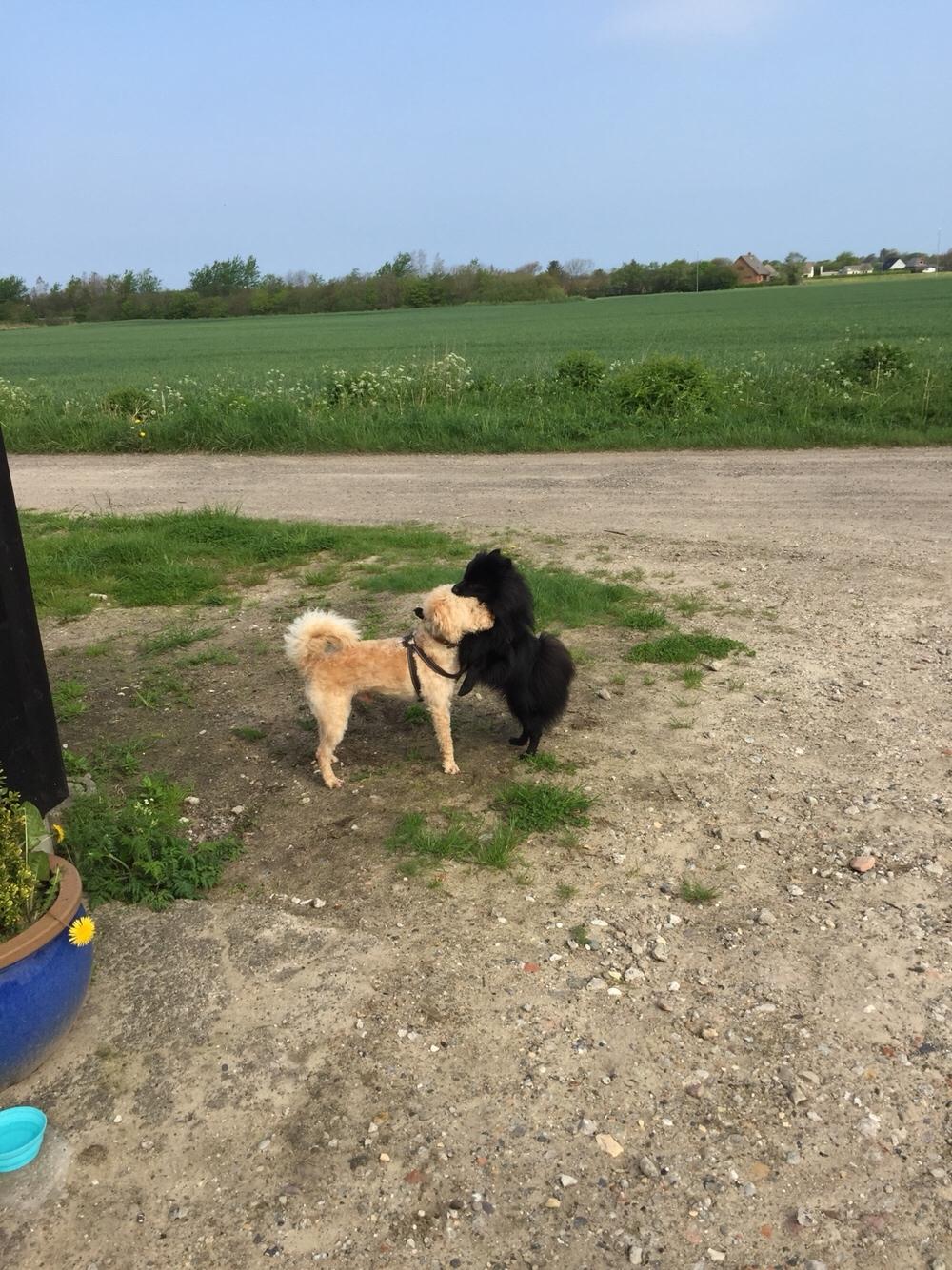 Kleinspitz Von-Spitzie's Gizmo billede 47