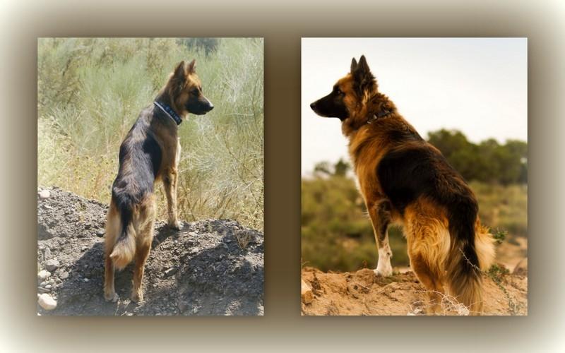 Blanding af racer Buddy billede 47