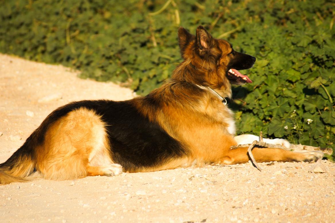 Blanding af racer Buddy - Buddy i dag  billede 48