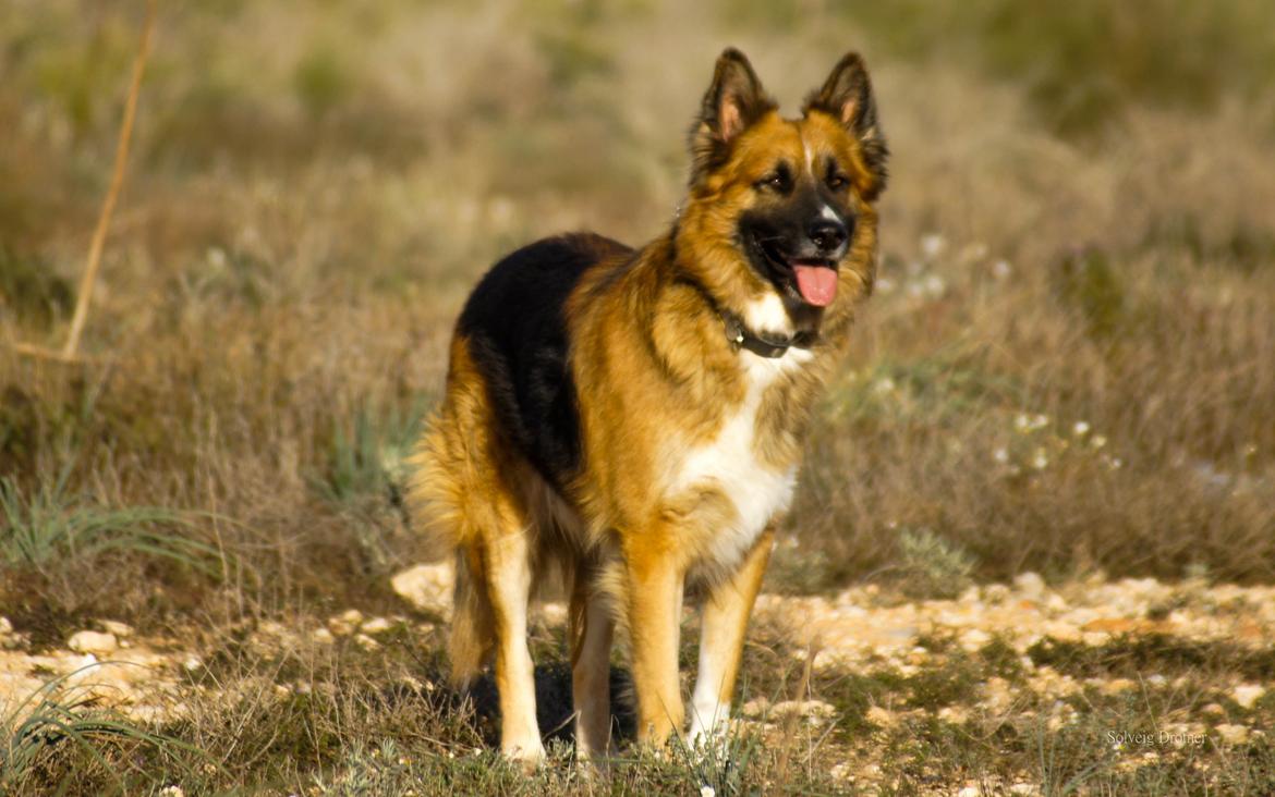 Blanding af racer Buddy - Buddy i dag  billede 49