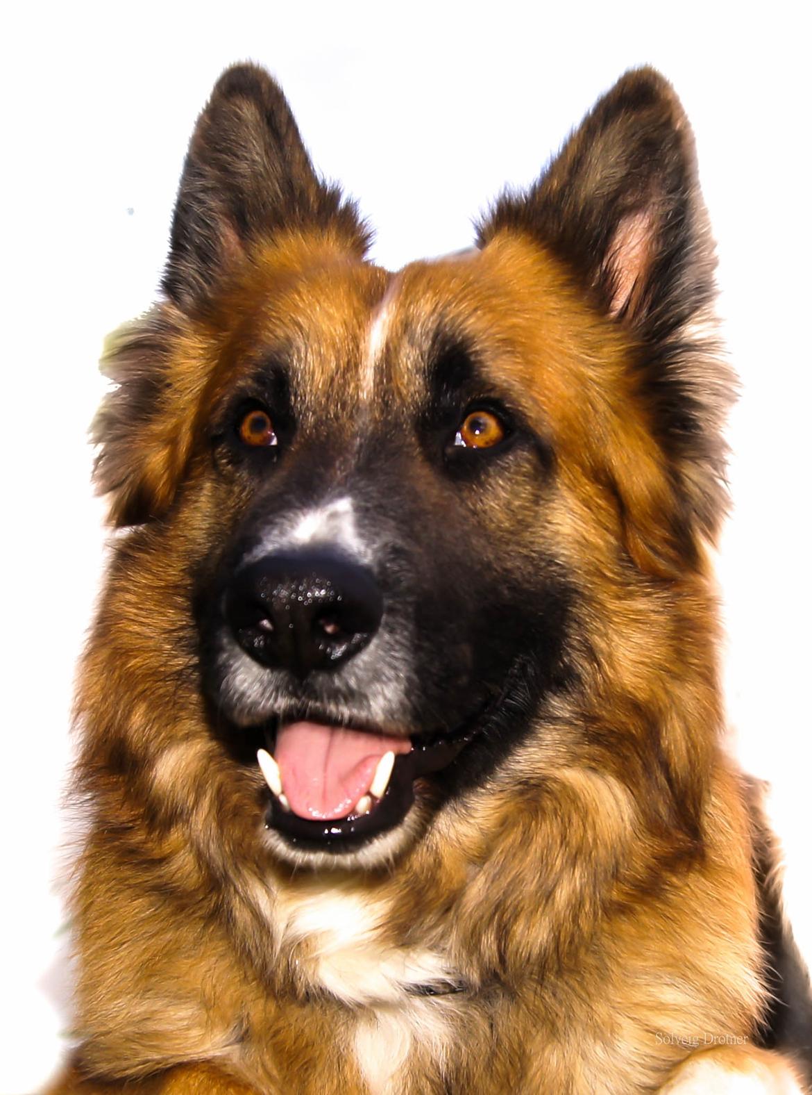 Blanding af racer Buddy - Buddy er bleve en flot stor dreng og utrolig trofast han er. <3 <3  billede 50