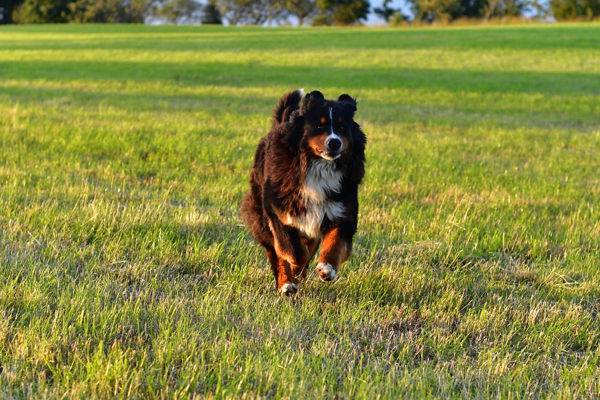 Berner sennenhund Terplinggaard's Charly 'Messi' billede 4