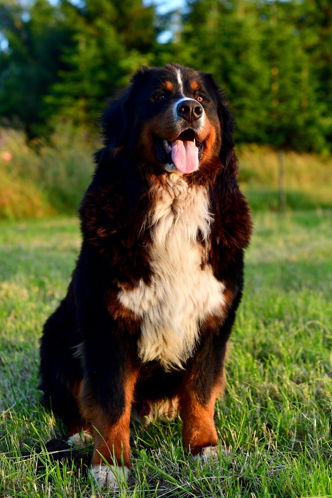 Berner sennenhund Terplinggaard's Charly 'Messi' billede 3