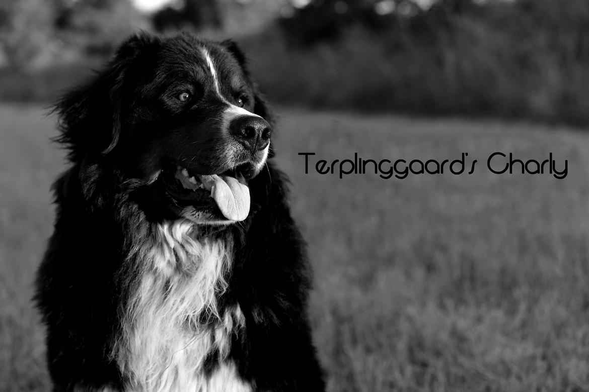 Berner sennenhund Terplinggaard's Charly 'Messi' billede 1