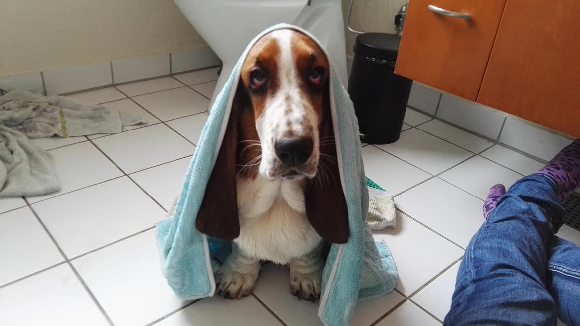 Basset hound Zelda (Longbody's Krinoline) billede 11