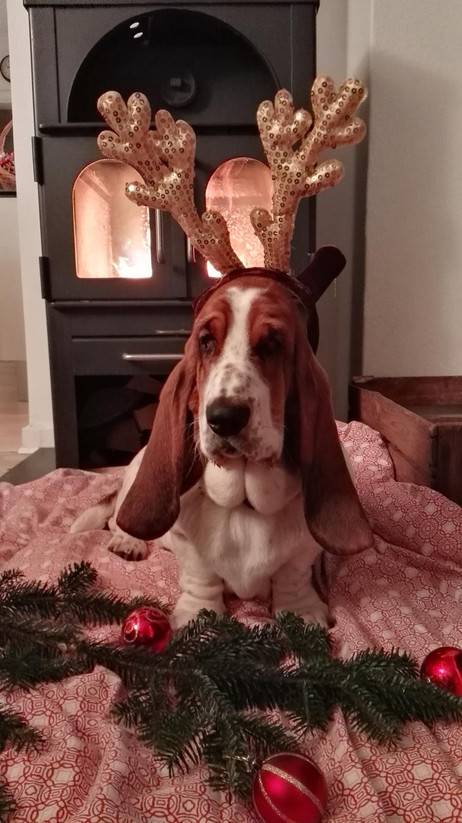 Basset hound Zelda (Longbody's Krinoline) billede 12