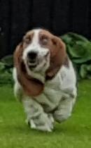 Basset hound Zelda (Longbody's Krinoline) billede 15