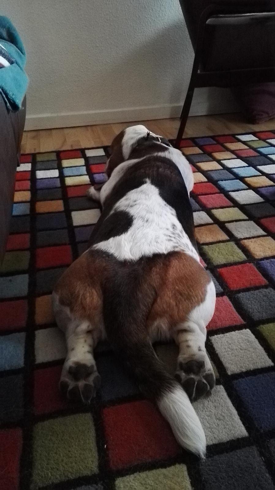 Basset hound Zelda (Longbody's Krinoline) billede 19