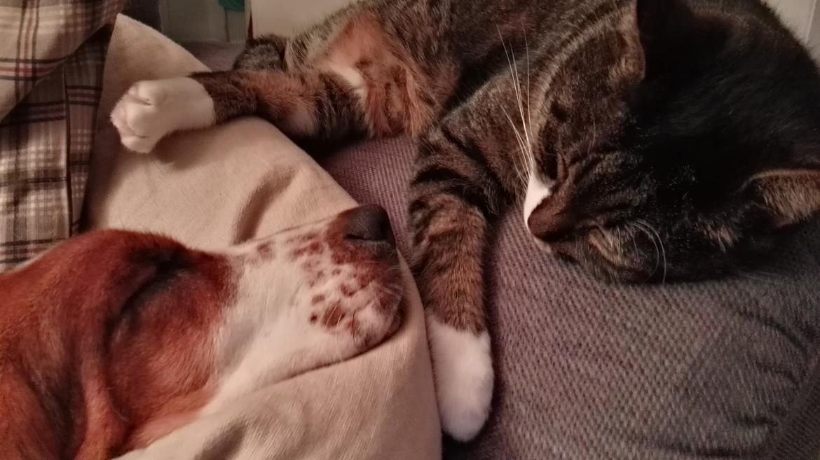 Basset hound Zelda (Longbody's Krinoline) billede 20