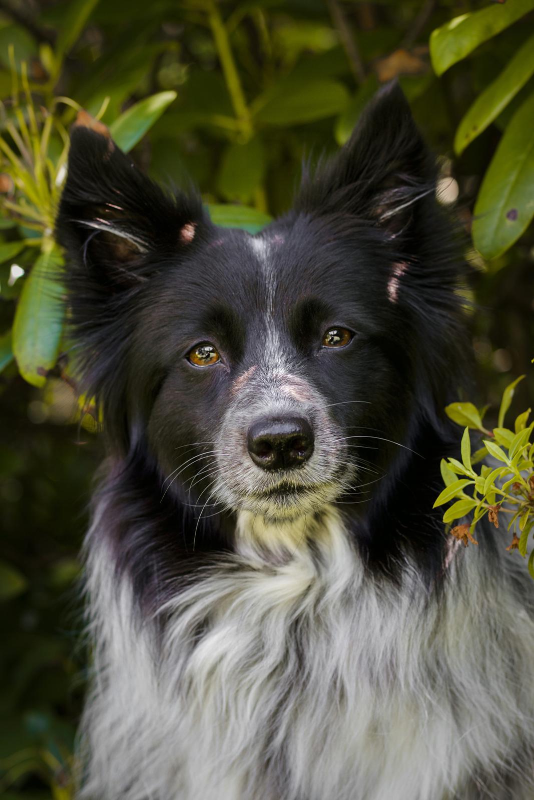 Blanding af racer Chili billede 27