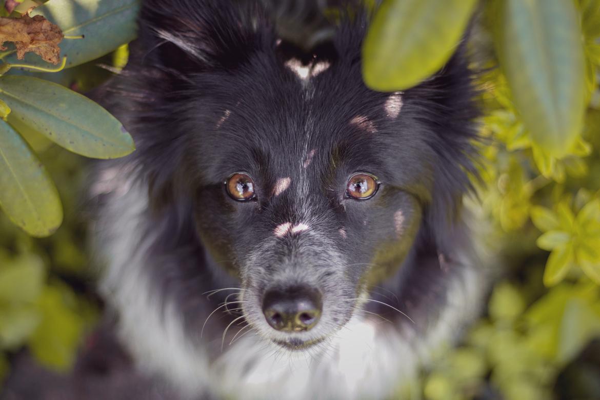 Blanding af racer Chili billede 33