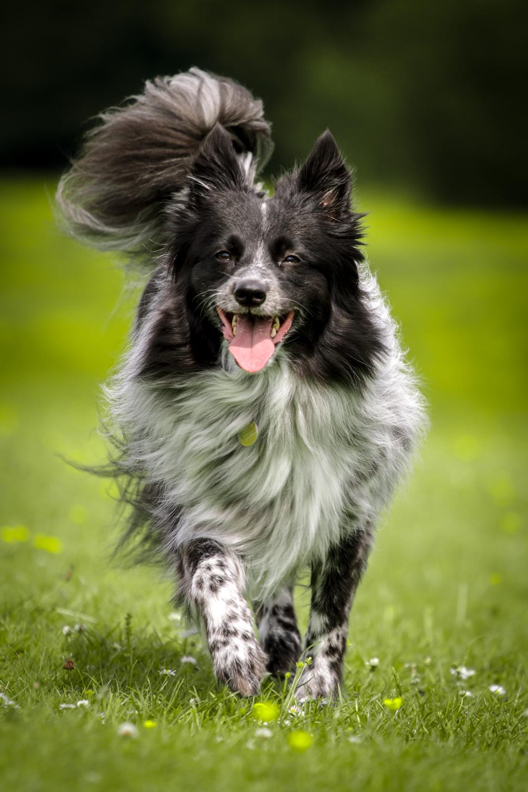 Blanding af racer Chili billede 22