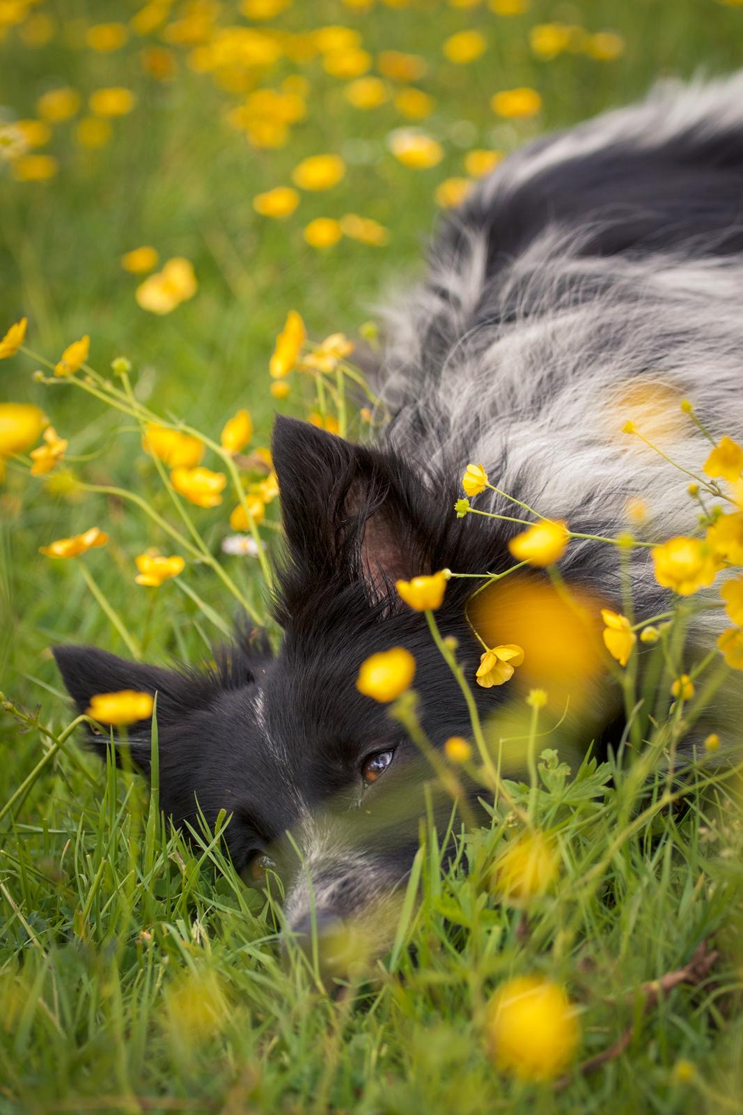 Blanding af racer Chili billede 24