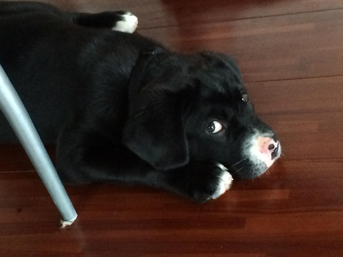 Blanding af racer Sigurd billede 7