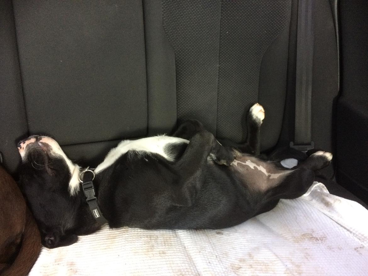 Blanding af racer Sigurd billede 9