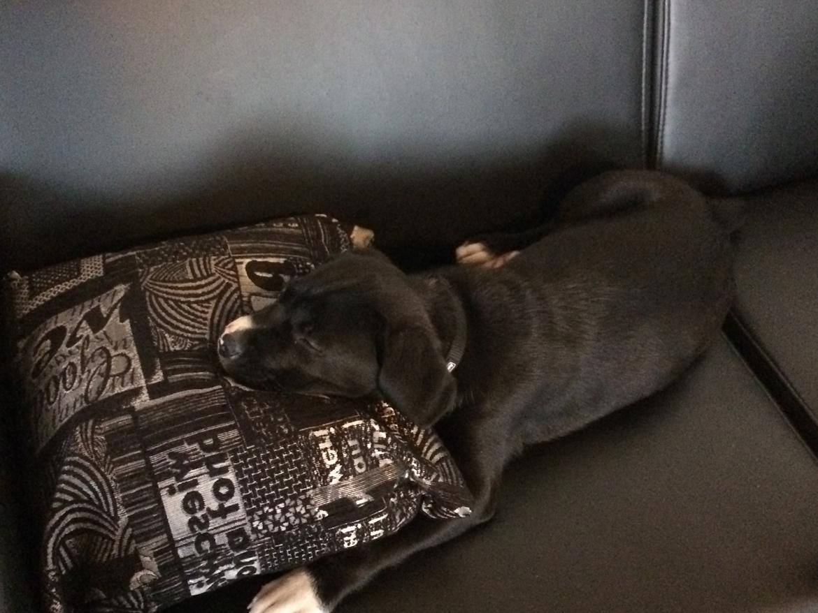 Blanding af racer Sigurd billede 8