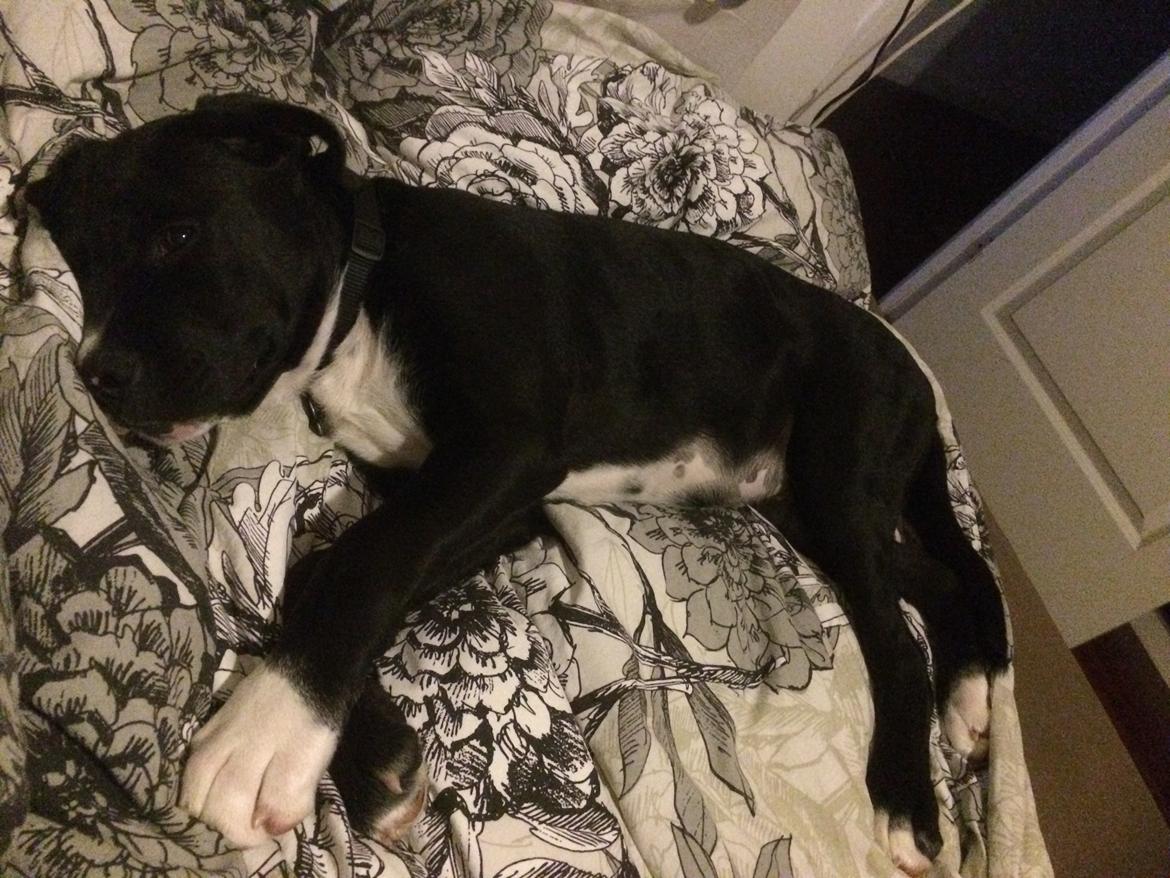 Blanding af racer Sigurd billede 10