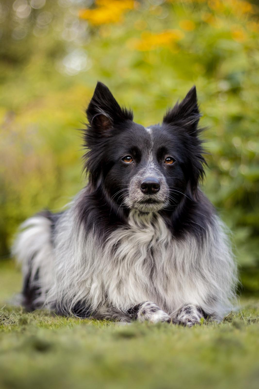 Blanding af racer Chili billede 28