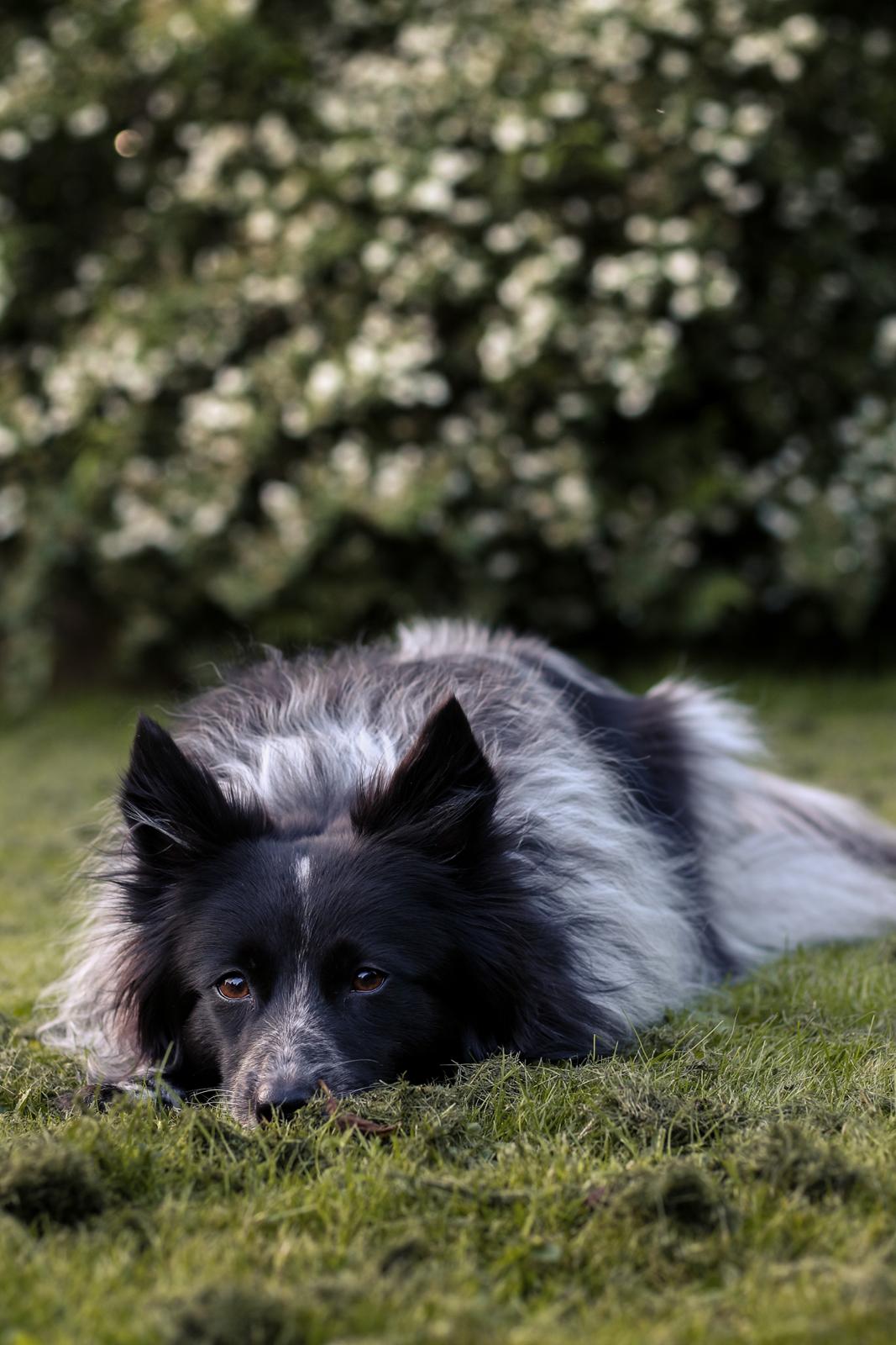 Blanding af racer Chili billede 41