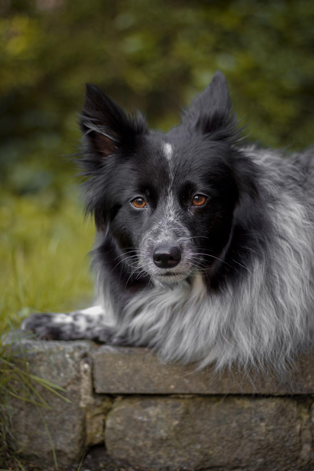 Blanding af racer Chili billede 43