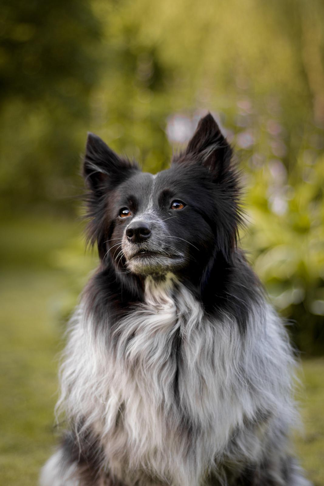 Blanding af racer Chili billede 37