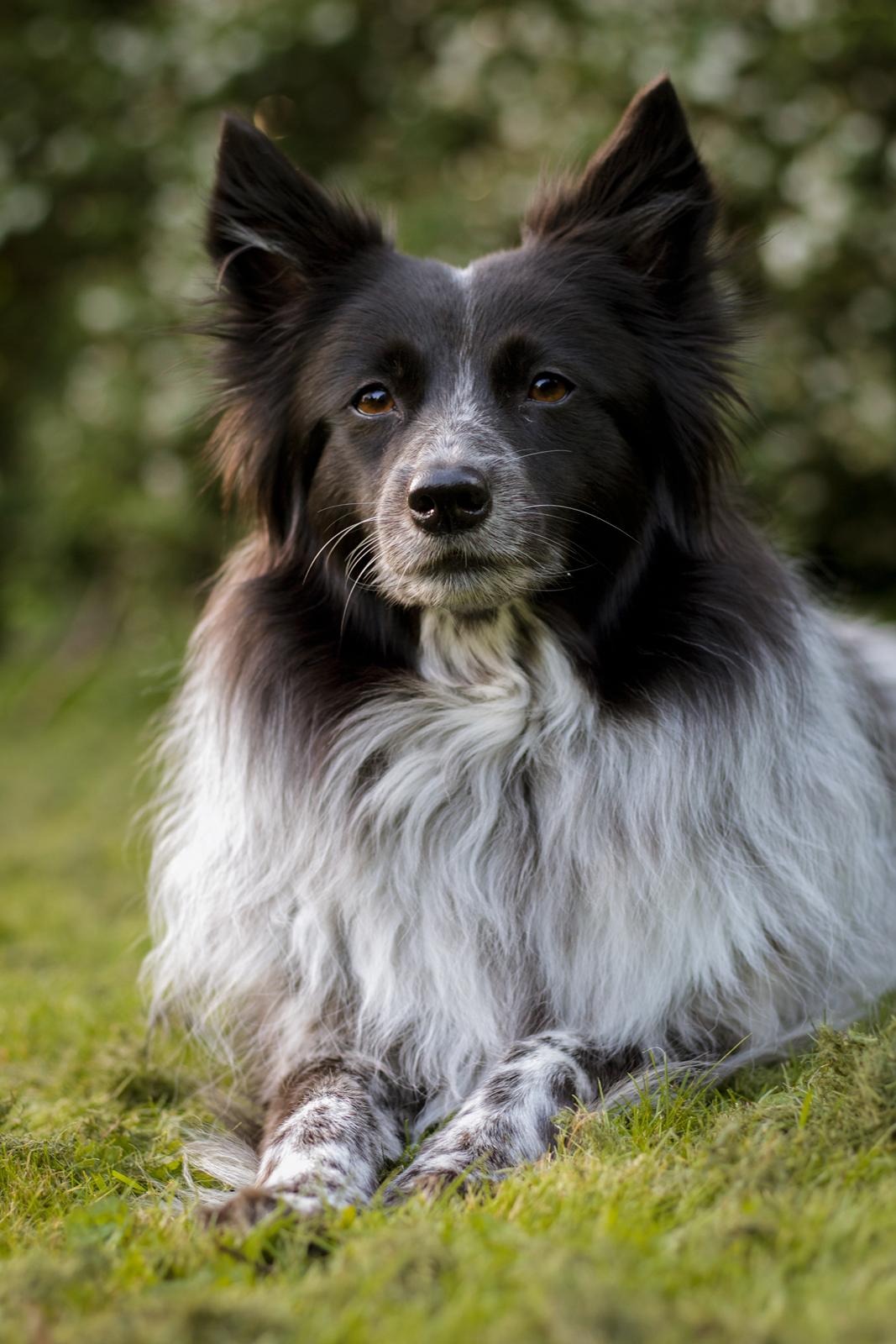 Blanding af racer Chili billede 34