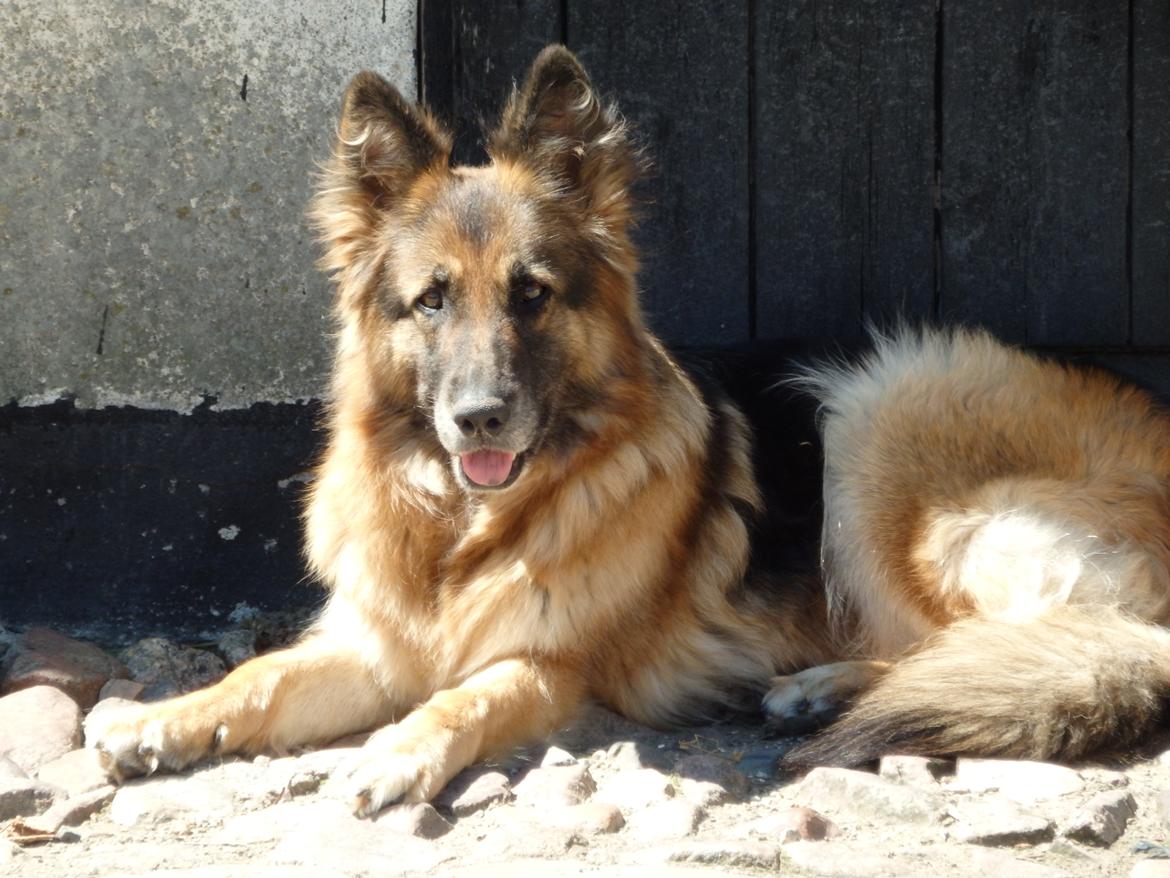 Schæferhund Buffy billede 32