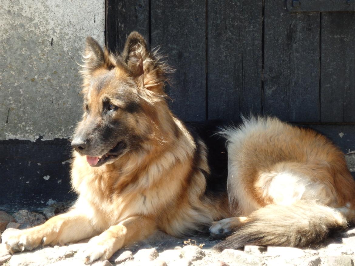 Schæferhund Buffy billede 33