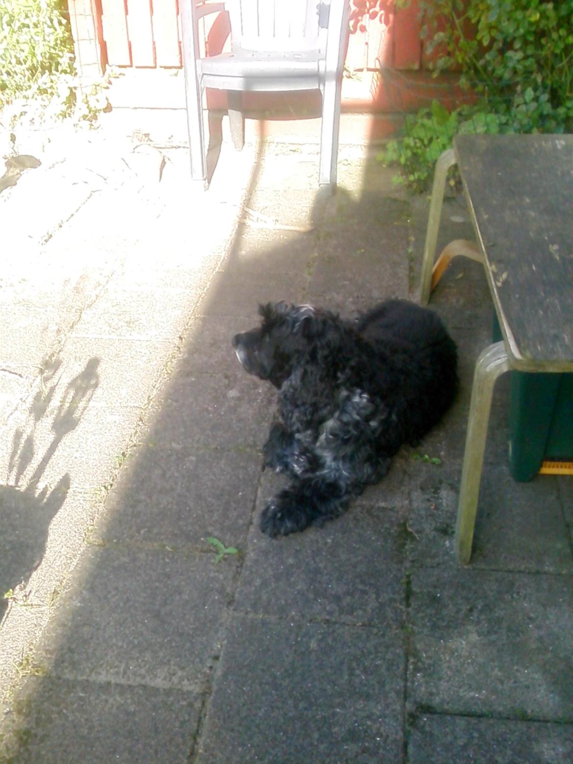 Cocker spaniel safir of mombasa. - hygger i haven, 2017 billede 24