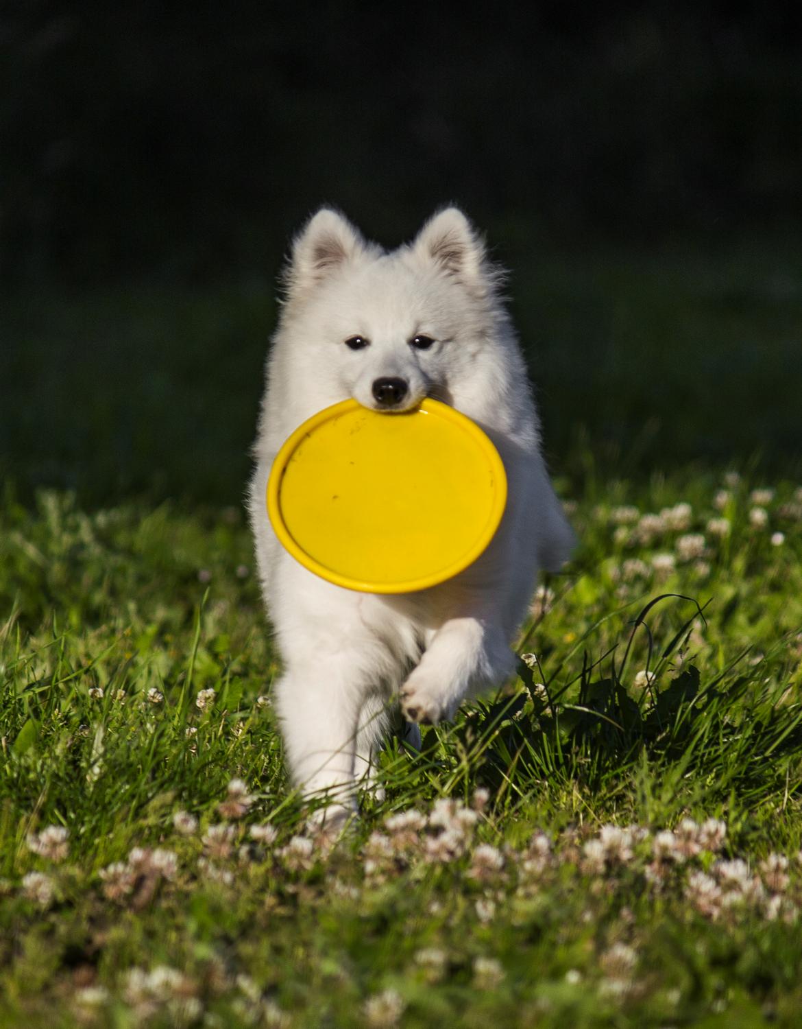 Japansk spids Keimiko Di-Shi's Genkina Iroh - 5/7-17 billede 12