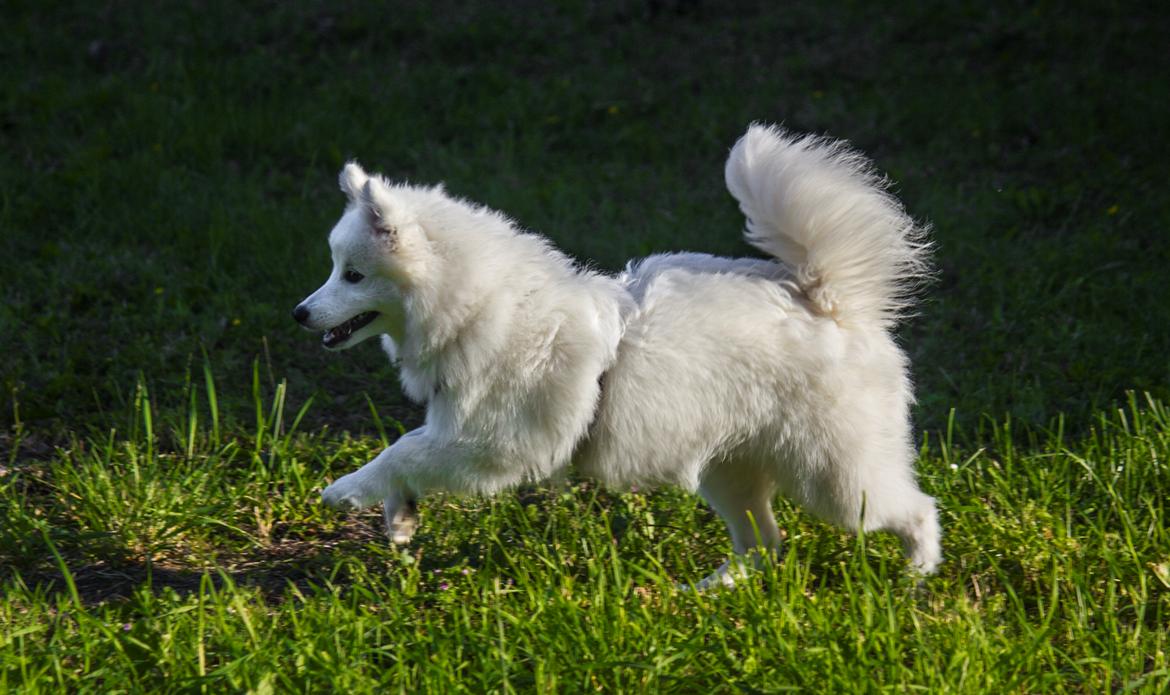 Japansk spids Keimiko Di-Shi's Genkina Iroh - 5/7-17 billede 17
