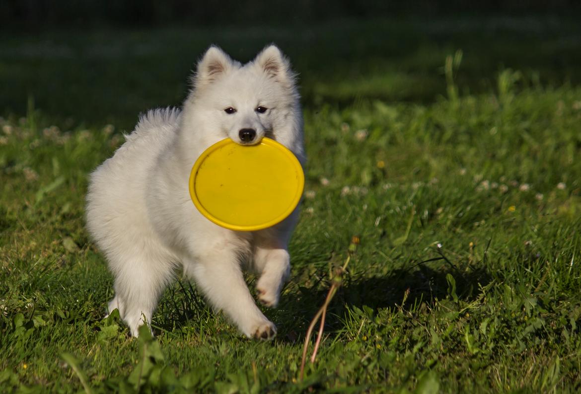 Japansk spids Keimiko Di-Shi's Genkina Iroh - 5/7-17 billede 16