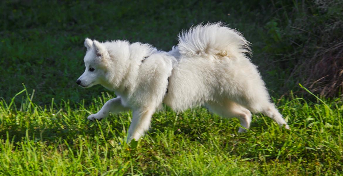 Japansk spids Keimiko Di-Shi's Genkina Iroh - 5/7-17 billede 13