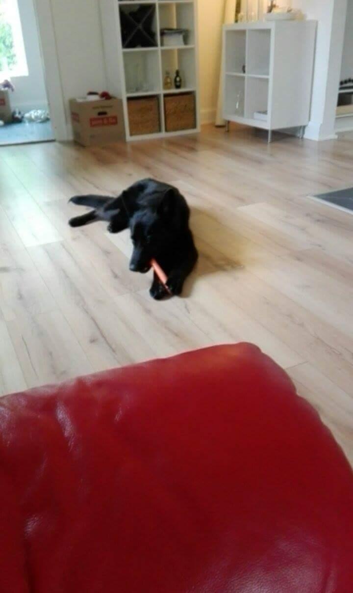 Blanding af racer Exotic billede 18