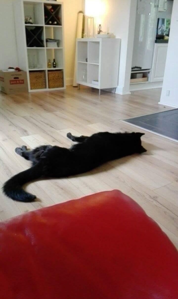 Blanding af racer Exotic billede 19