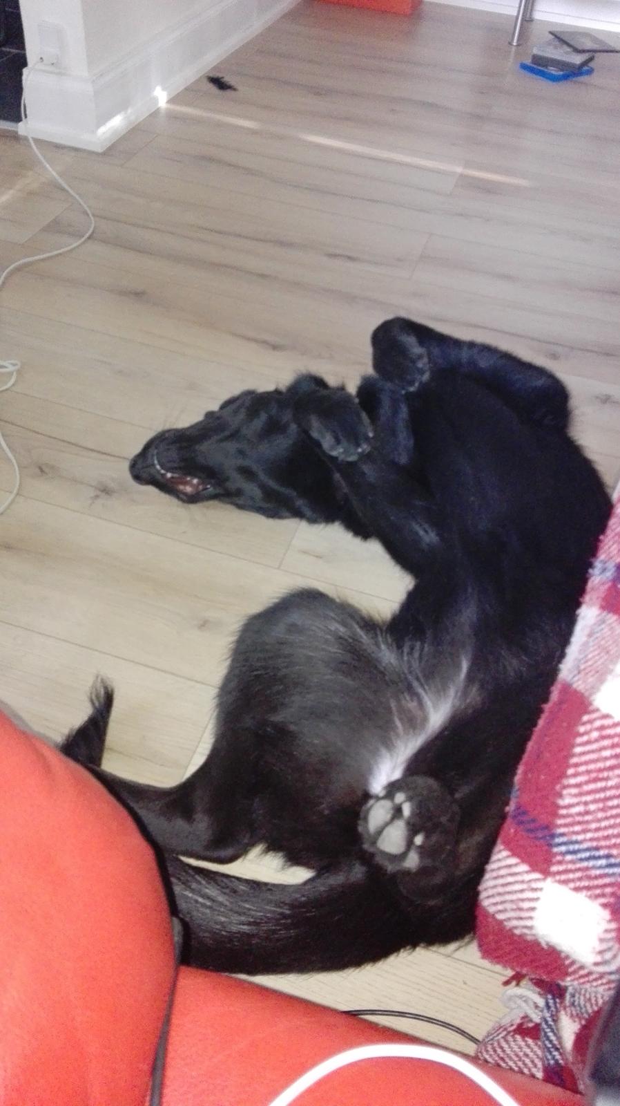 Blanding af racer Exotic billede 20