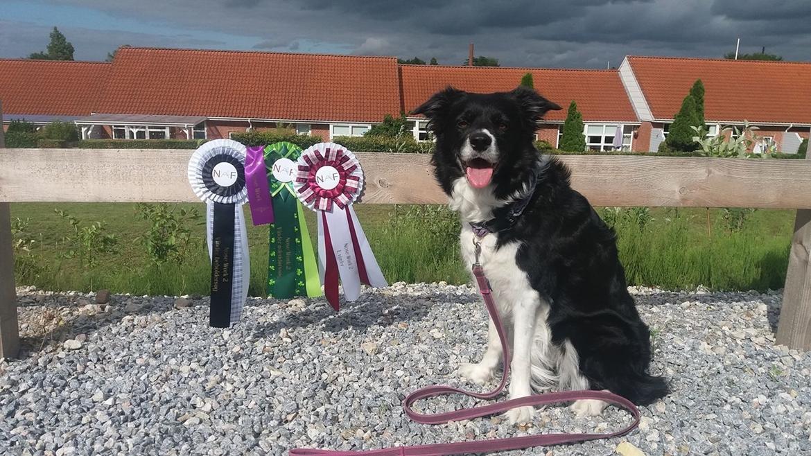 Border collie RBM RØM HTMF FS3 NW1 Danielssons Skyline Cassi billede 22