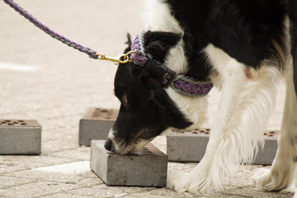 Border collie RBM RØM HTMF FS3 NW1 Danielssons Skyline Cassi billede 24