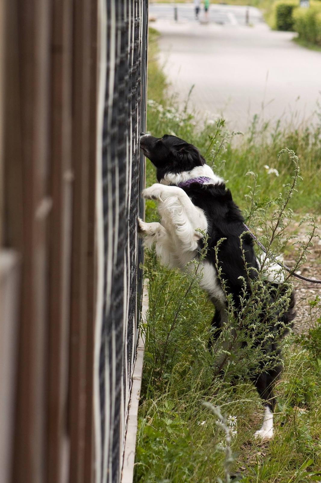 Border collie RBM RØM HTMF FS3 NW1 Danielssons Skyline Cassi billede 25