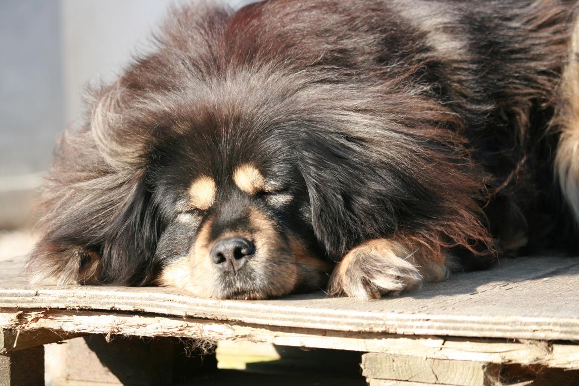 Tibetansk mastiff Himmelhund Tesla - Tesla - 9 år billede 4