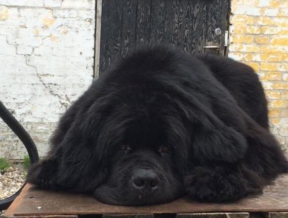 Newfoundlænder La Bella´s Youngster billede 46